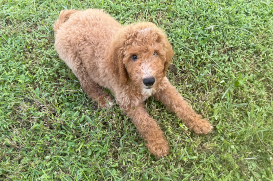 Cute Mini Goldendoodle Poodle Mix Pup