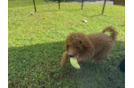 Cute Mini Goldendoodle Poodle Mix Pup