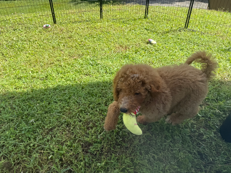 Cute Mini Goldendoodle Poodle Mix Pup