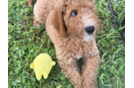 Cute Mini Goldendoodle Poodle Mix Pup