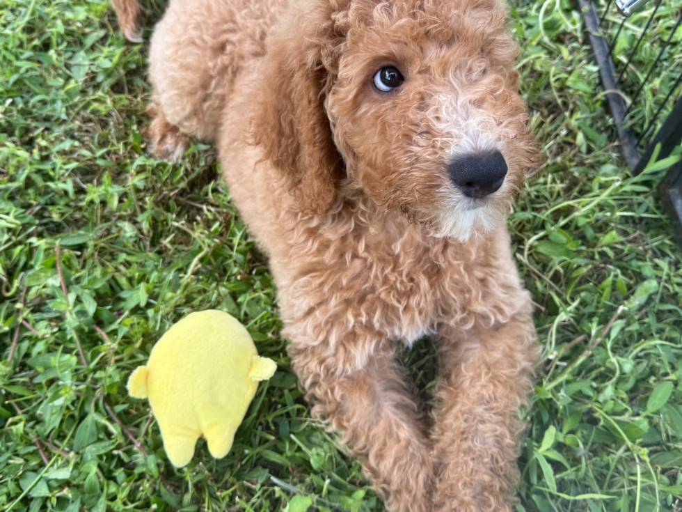 Cute Mini Goldendoodle Poodle Mix Pup