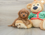 7 week old Mini Goldendoodle Puppy For Sale - Seaside Pups