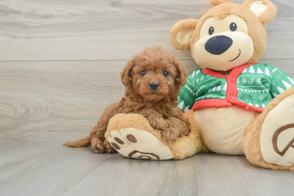 Mini Goldendoodle Pup Being Cute