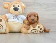 8 week old Mini Goldendoodle Puppy For Sale - Seaside Pups