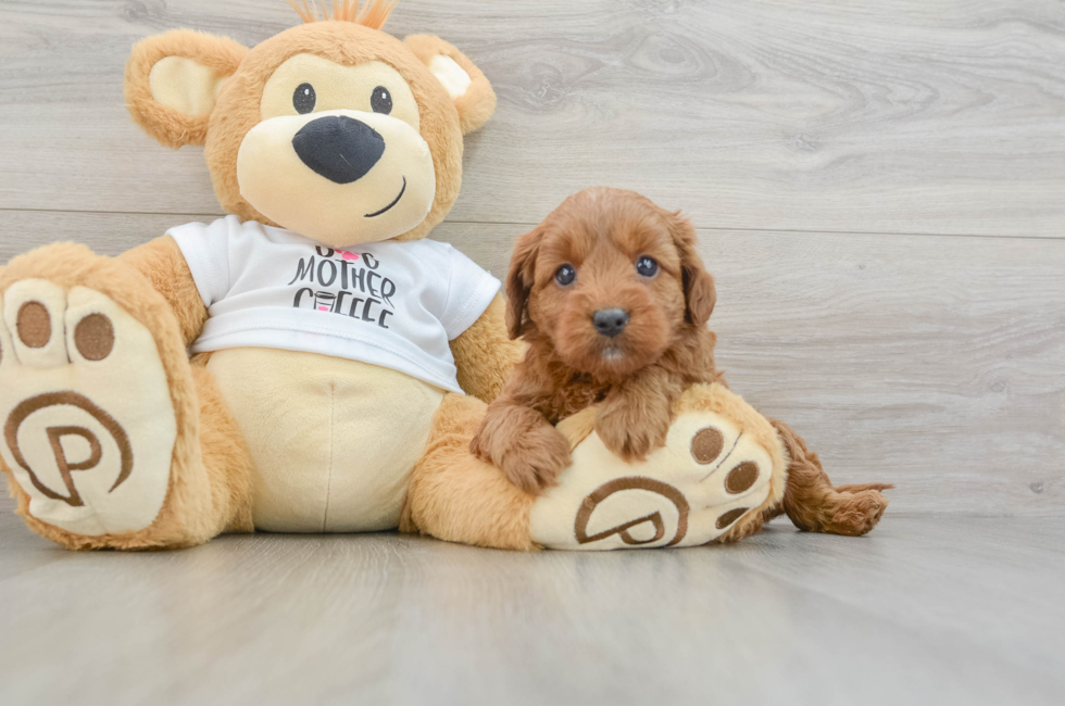 8 week old Mini Goldendoodle Puppy For Sale - Seaside Pups