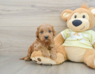 7 week old Mini Goldendoodle Puppy For Sale - Seaside Pups