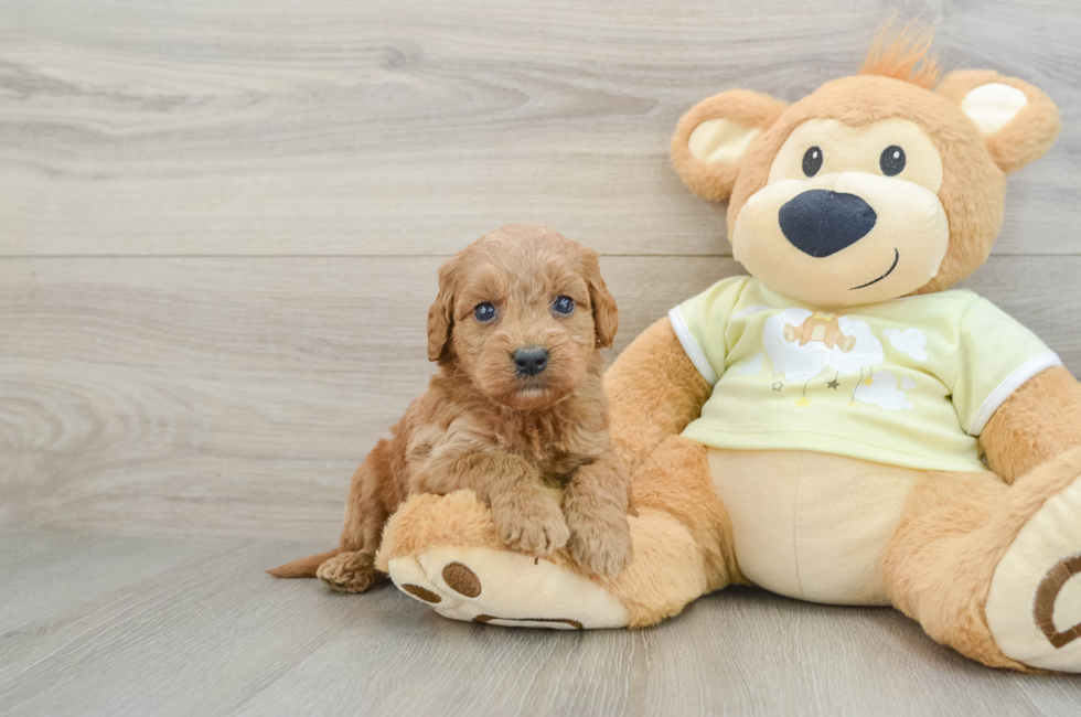 6 week old Mini Goldendoodle Puppy For Sale - Seaside Pups