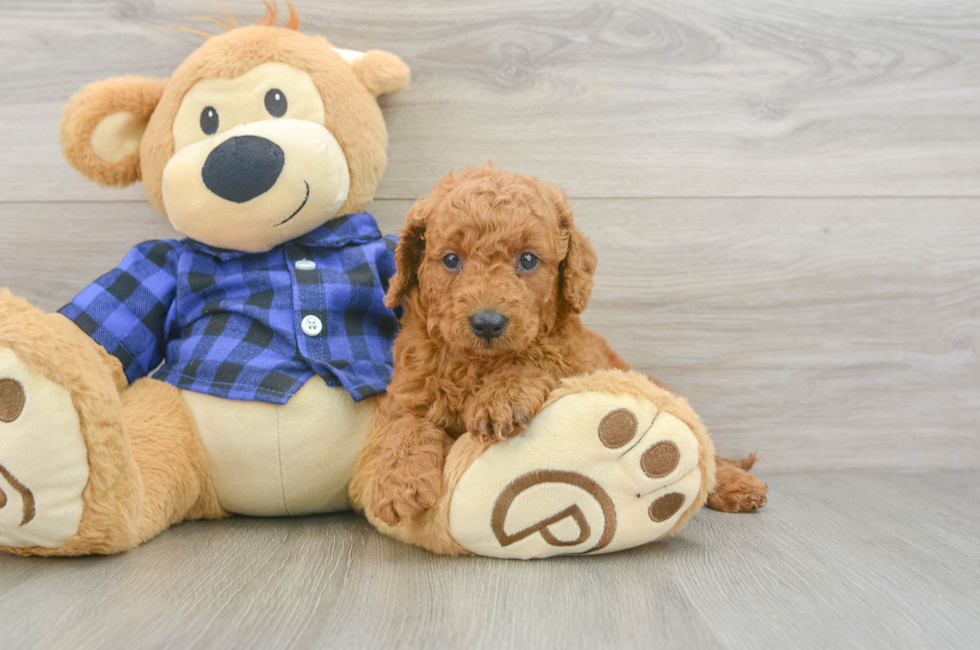 6 week old Mini Goldendoodle Puppy For Sale - Seaside Pups