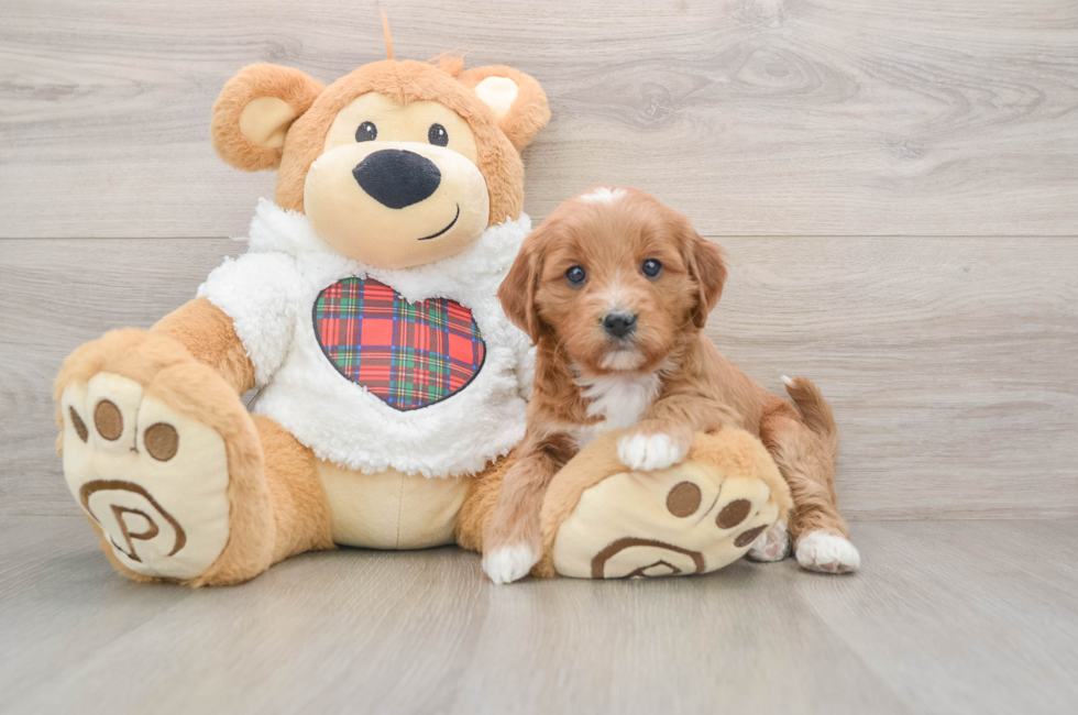 5 week old Mini Goldendoodle Puppy For Sale - Seaside Pups