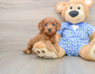 7 week old Mini Goldendoodle Puppy For Sale - Seaside Pups