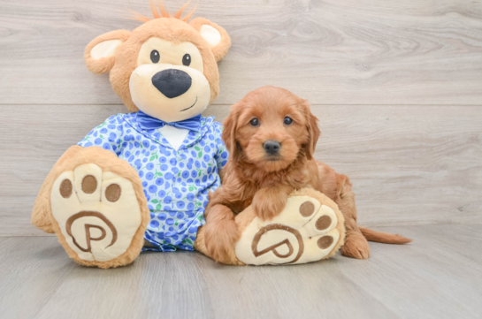 Mini Goldendoodle Pup Being Cute