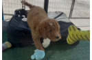Best Mini Goldendoodle Baby