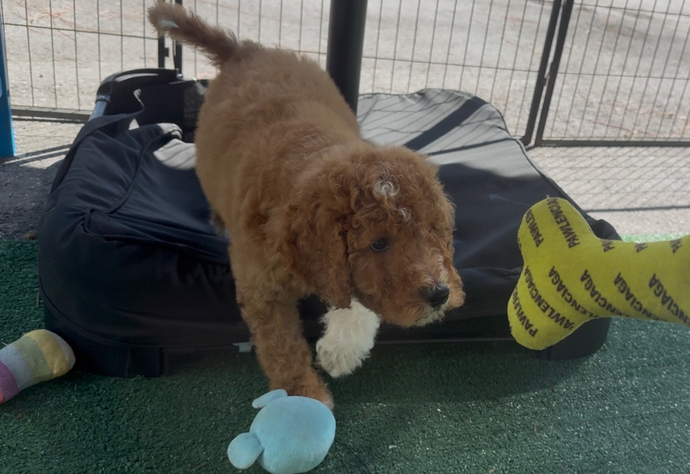 Best Mini Goldendoodle Baby