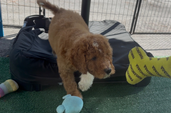 Best Mini Goldendoodle Baby