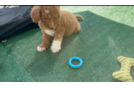 Cute Mini Goldendoodle Baby