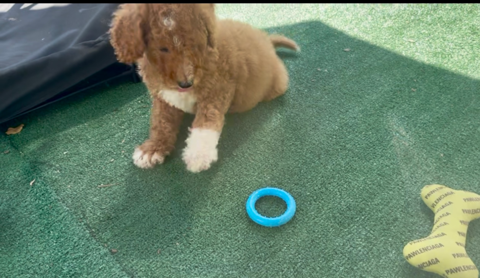 Cute Mini Goldendoodle Baby