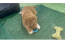 Cute Mini Goldendoodle Poodle Mix Pup