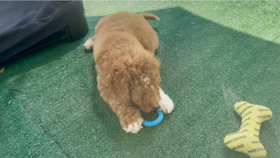 Cute Mini Goldendoodle Poodle Mix Pup