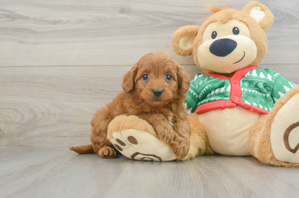 7 week old Mini Goldendoodle Puppy For Sale - Seaside Pups