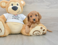 8 week old Mini Goldendoodle Puppy For Sale - Seaside Pups