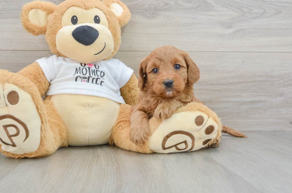 8 week old Mini Goldendoodle Puppy For Sale - Seaside Pups