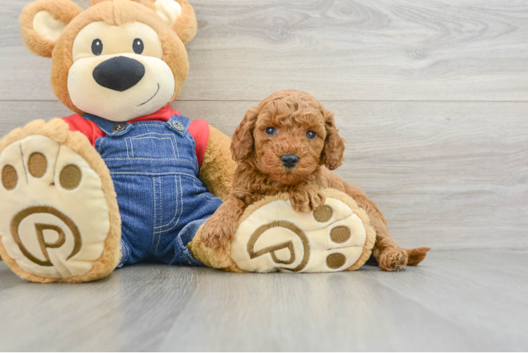 Little Mini Goldenpoo Poodle Mix Puppy
