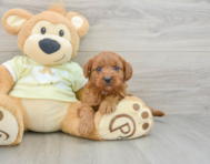 7 week old Mini Goldendoodle Puppy For Sale - Seaside Pups