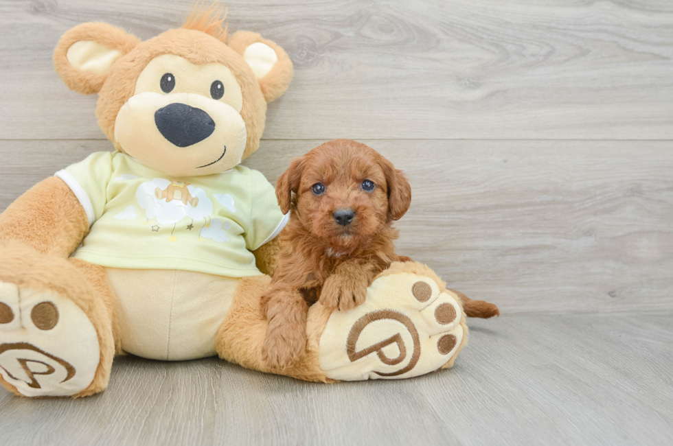 6 week old Mini Goldendoodle Puppy For Sale - Seaside Pups