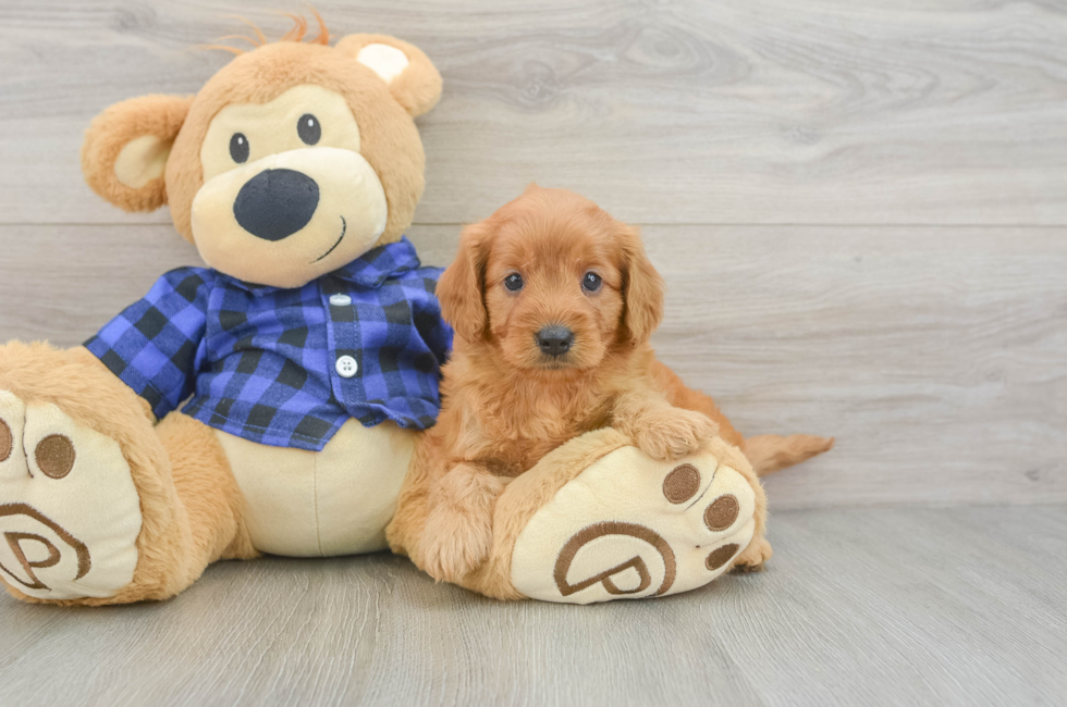 6 week old Mini Goldendoodle Puppy For Sale - Seaside Pups
