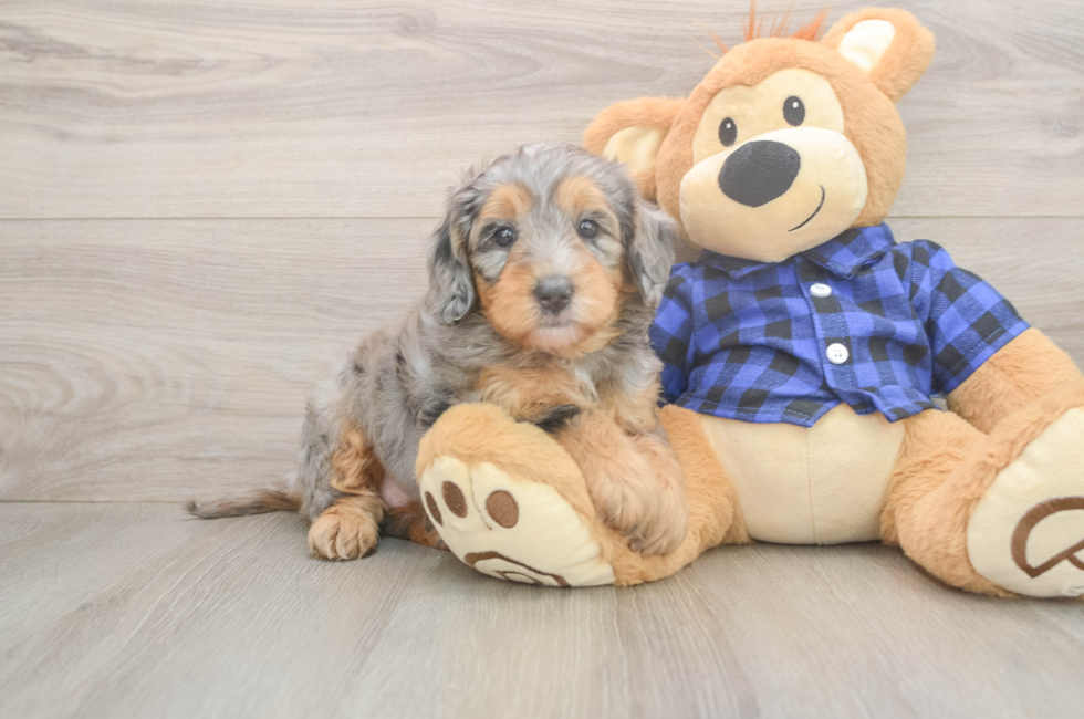 5 week old Mini Goldendoodle Puppy For Sale - Seaside Pups