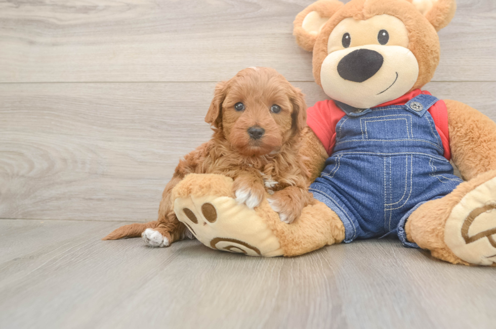 5 week old Mini Goldendoodle Puppy For Sale - Seaside Pups