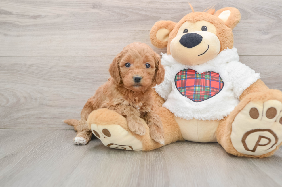 5 week old Mini Goldendoodle Puppy For Sale - Seaside Pups