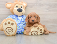 6 week old Mini Goldendoodle Puppy For Sale - Seaside Pups