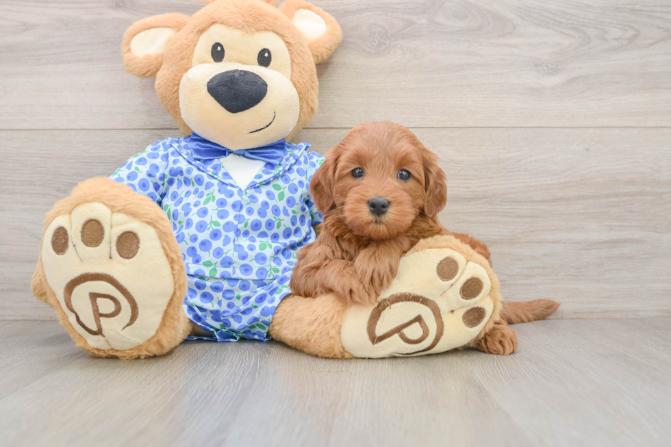 Mini Goldendoodle Puppy for Adoption