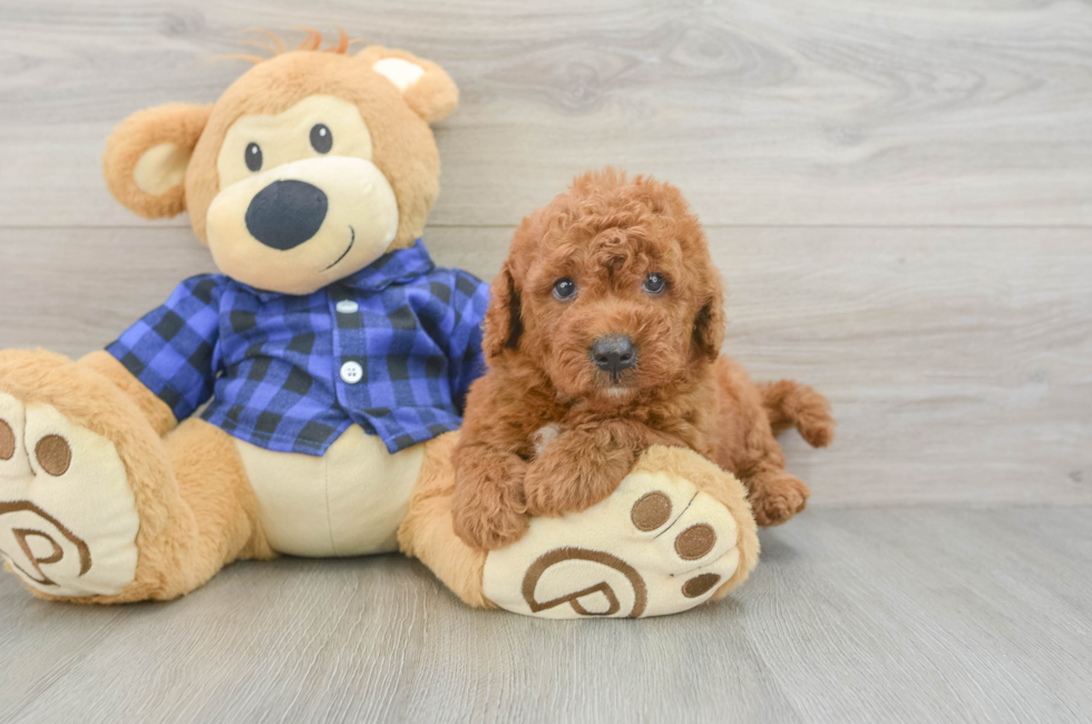 6 week old Mini Goldendoodle Puppy For Sale - Seaside Pups