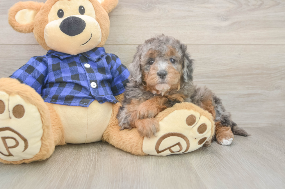 5 week old Mini Goldendoodle Puppy For Sale - Seaside Pups