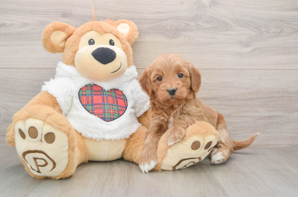 5 week old Mini Goldendoodle Puppy For Sale - Seaside Pups