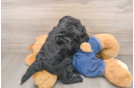 Petite Mini Goldendoodle Poodle Mix Pup