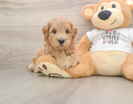 7 week old Mini Goldendoodle Puppy For Sale - Seaside Pups