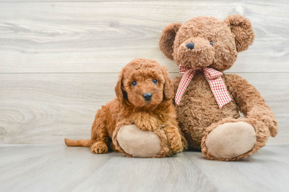 6 week old Mini Goldendoodle Puppy For Sale - Seaside Pups