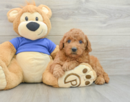 10 week old Mini Goldendoodle Puppy For Sale - Seaside Pups