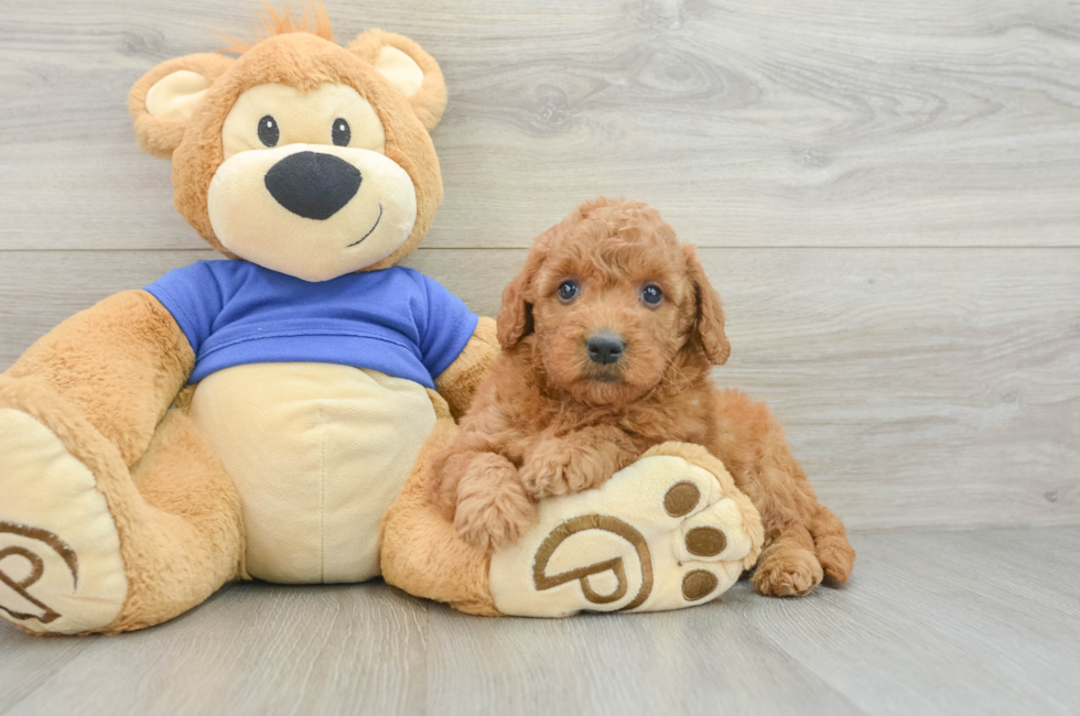 10 week old Mini Goldendoodle Puppy For Sale - Seaside Pups