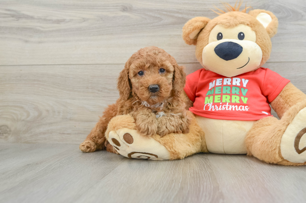 5 week old Mini Goldendoodle Puppy For Sale - Seaside Pups