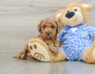 8 week old Mini Goldendoodle Puppy For Sale - Seaside Pups