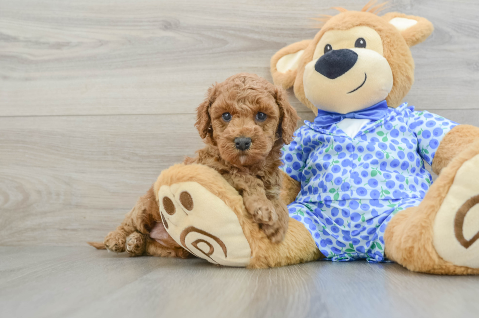 7 week old Mini Goldendoodle Puppy For Sale - Seaside Pups