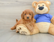 6 week old Mini Goldendoodle Puppy For Sale - Seaside Pups