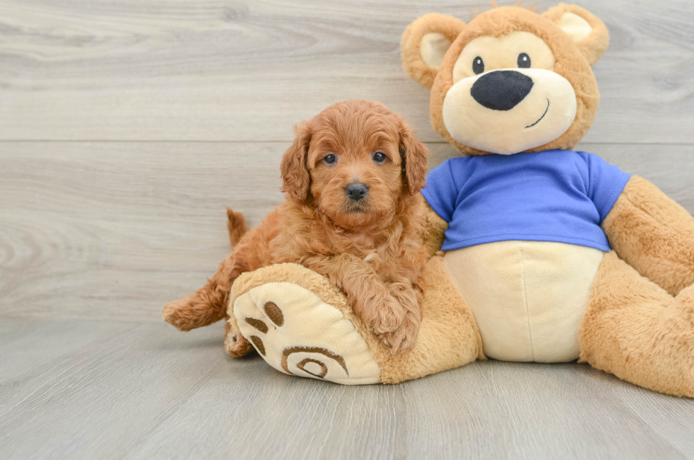 5 week old Mini Goldendoodle Puppy For Sale - Seaside Pups