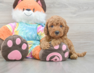 7 week old Mini Goldendoodle Puppy For Sale - Seaside Pups