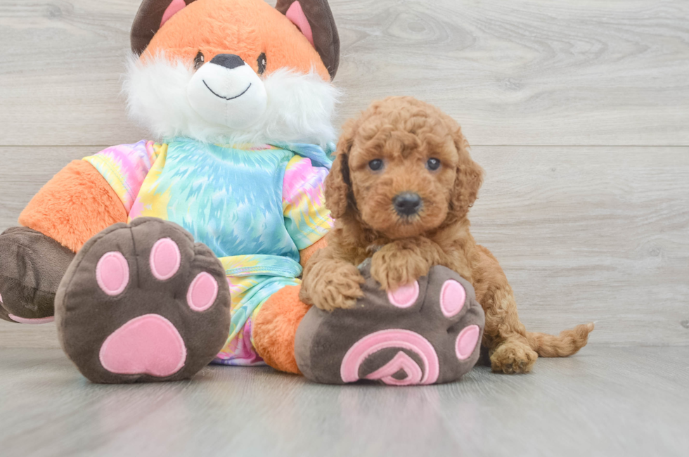 5 week old Mini Goldendoodle Puppy For Sale - Seaside Pups