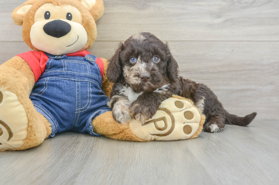 5 week old Mini Goldendoodle Puppy For Sale - Seaside Pups